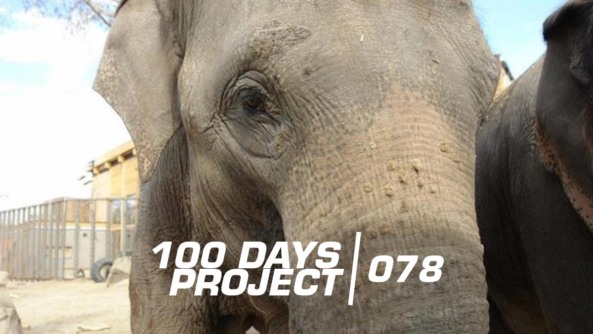 I'm No Elephantologist — I'm No Elephantologist. From the Calgary Zoo to the Smithsonian's National Zoo. I just found this picture I took many, many, many years ago. All those years ago, we were treated…